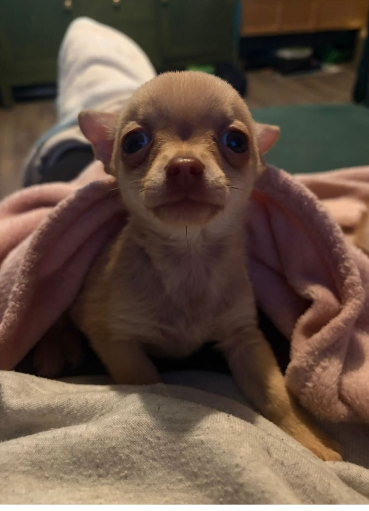 Chihuahua puppies 