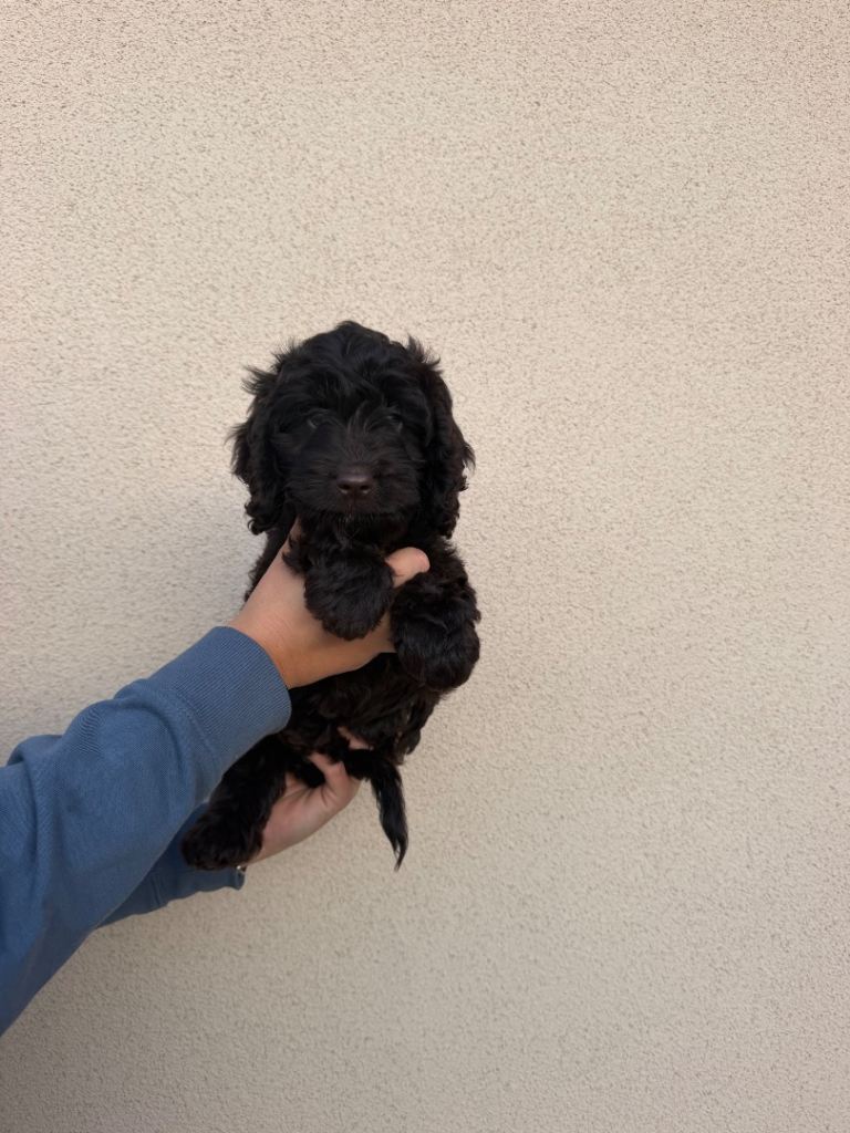 Cockapoo female puppy ready now 