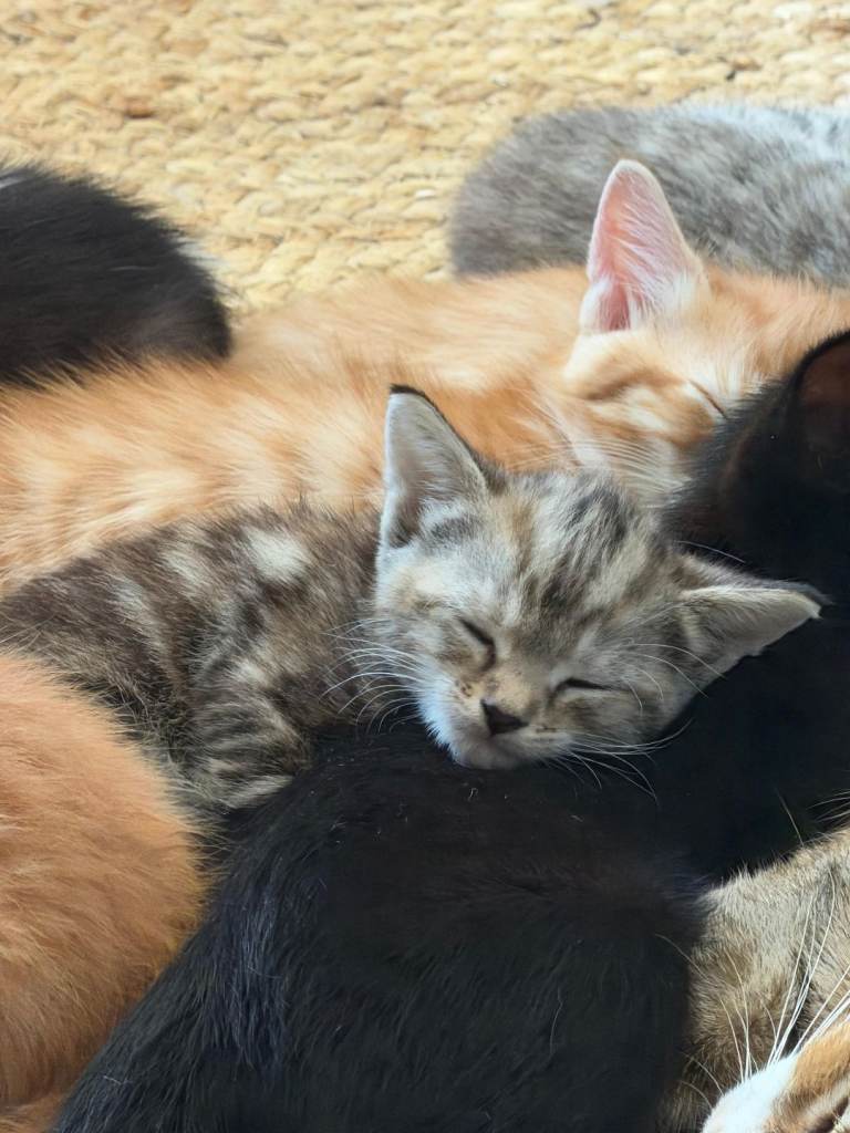 Bengal x Ragdoll kittens 