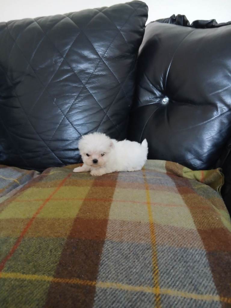 Korean maltese