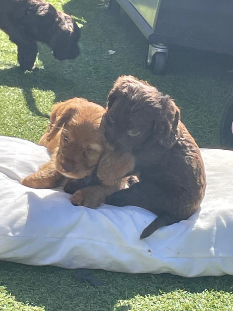 Cocker Spaniel puppies 