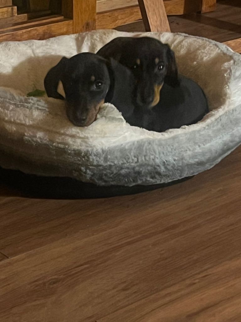 Dachshund puppies 🐶 