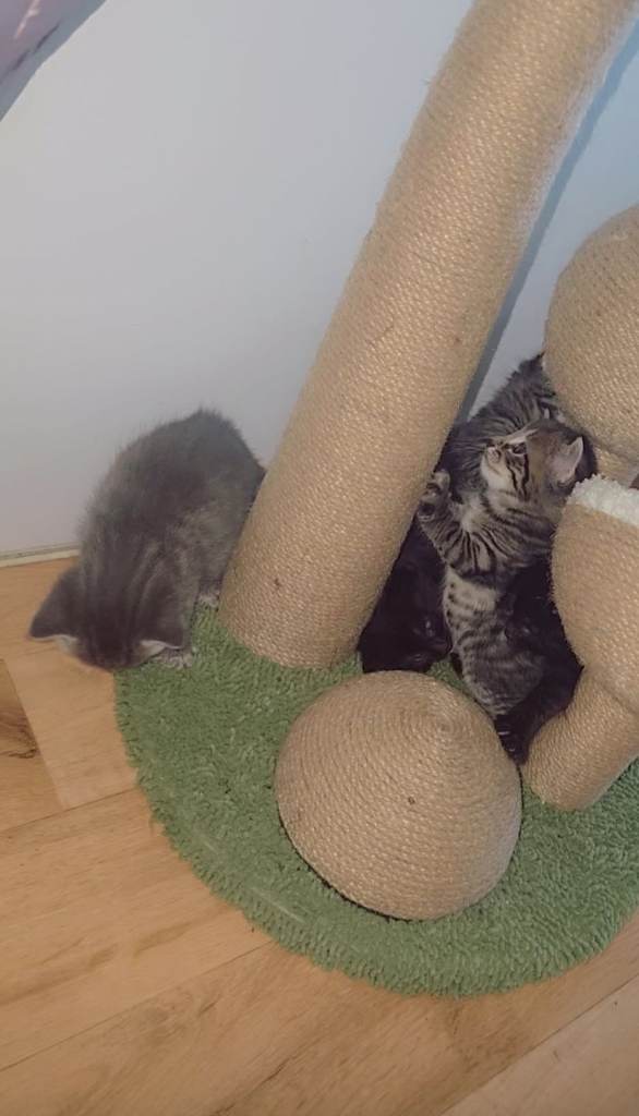 Kitten for a new home 