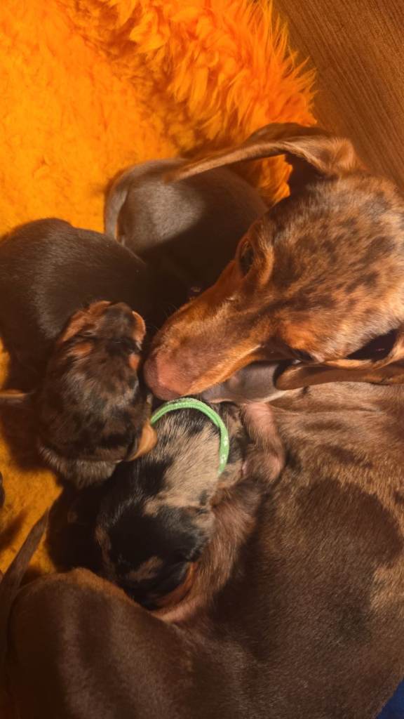 Miniature Dachshund puppies 