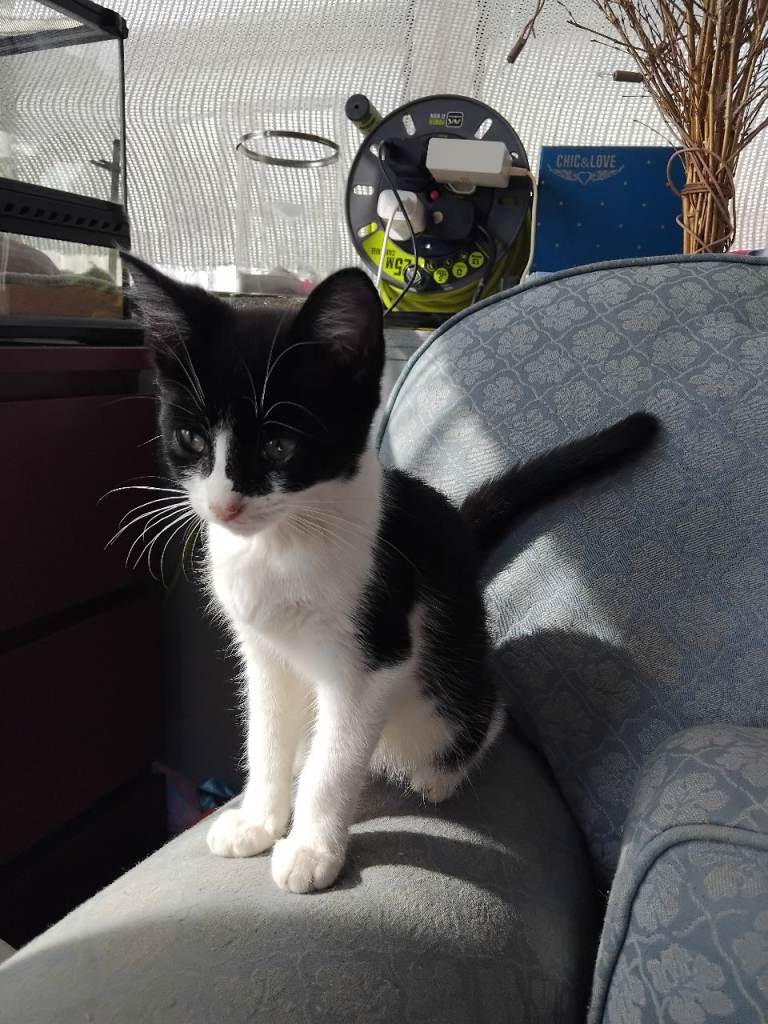 3 14 week old kittens 