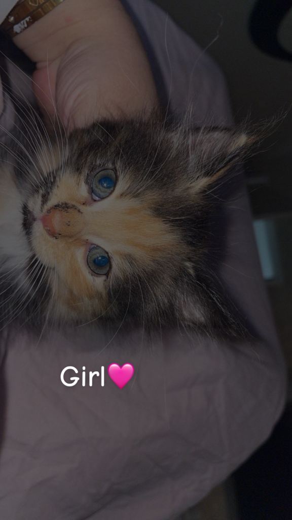Kittens for sale! 