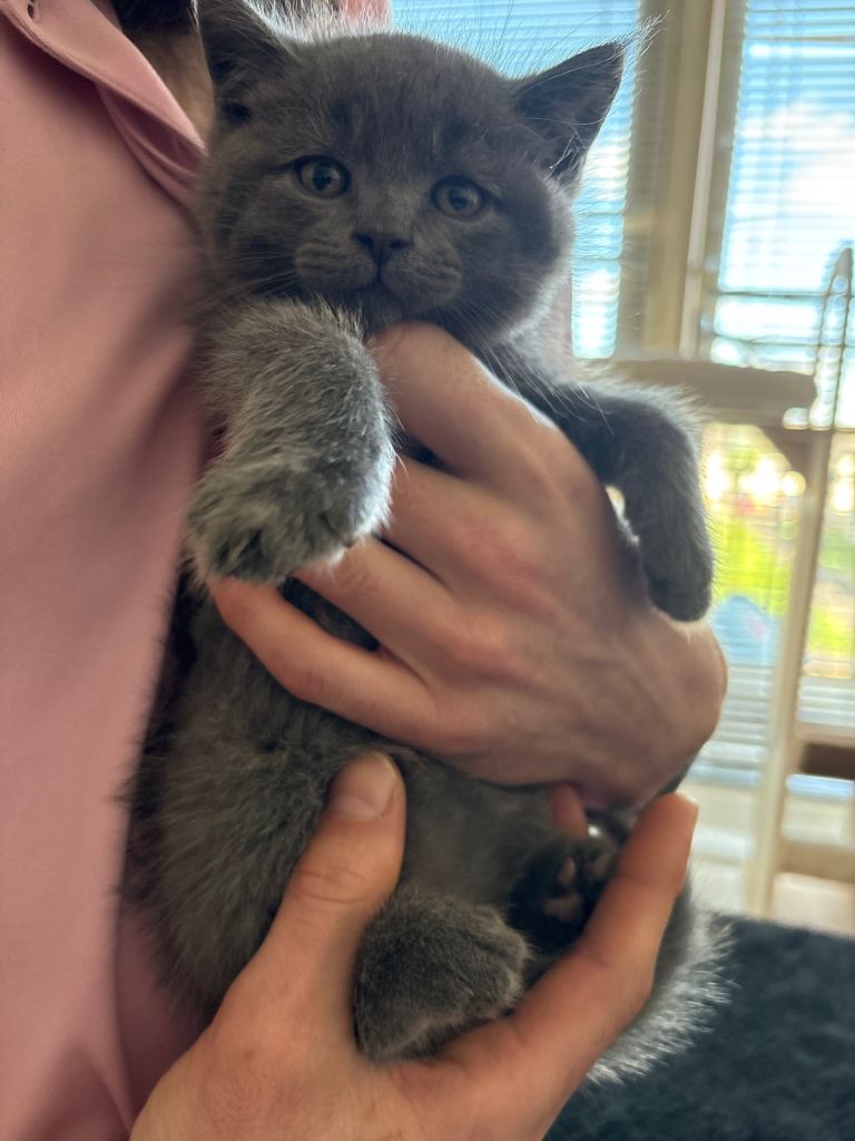 Kitten