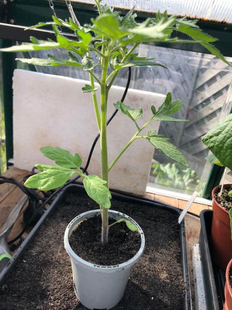TOMATO PLANTS FOR SALE