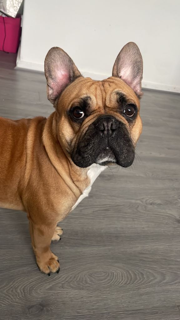 dog looking for forever home 