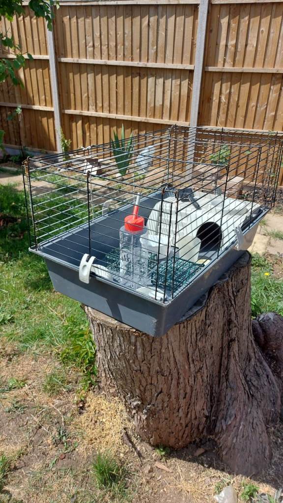 Small Pet (Guinea Pig / Hamster / Etc.) Cage
