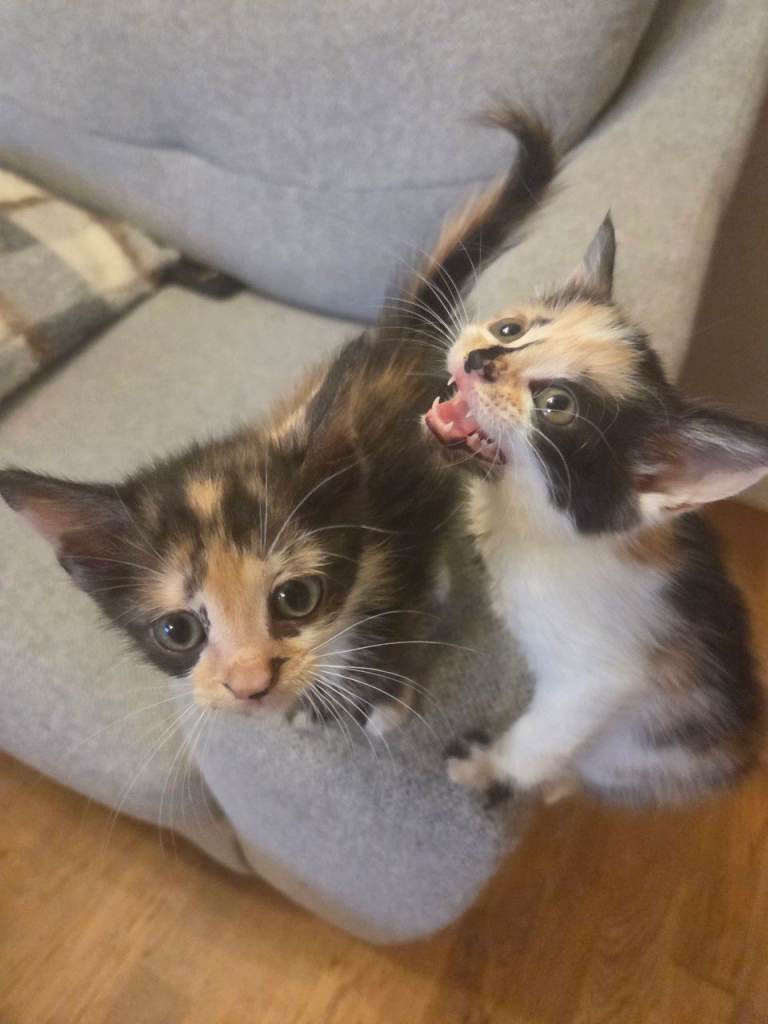 2 female tortoise shell kittens