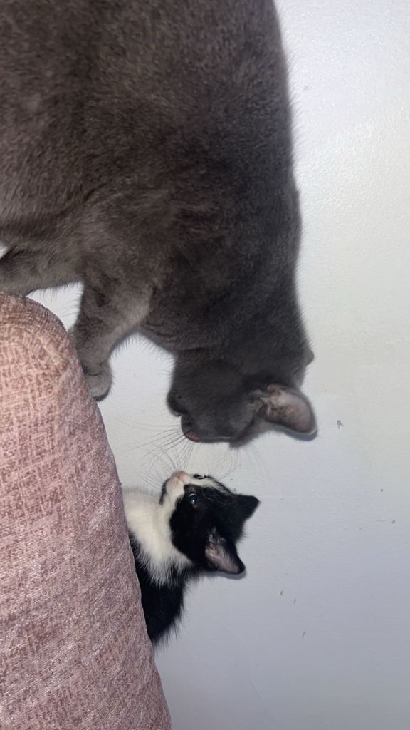 British short hair kitten male