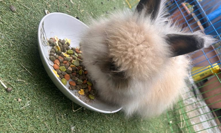 Sweet Angora Fluff rabbit 