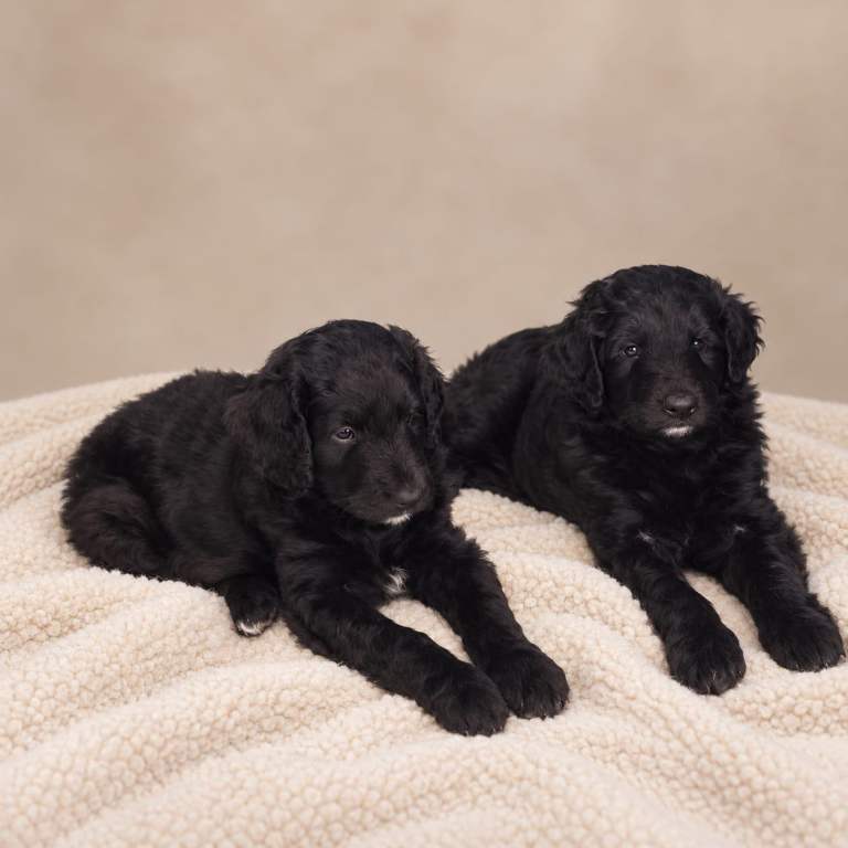 Beautiful Home-Raised Bordoodle Puppies – 2 Girls
