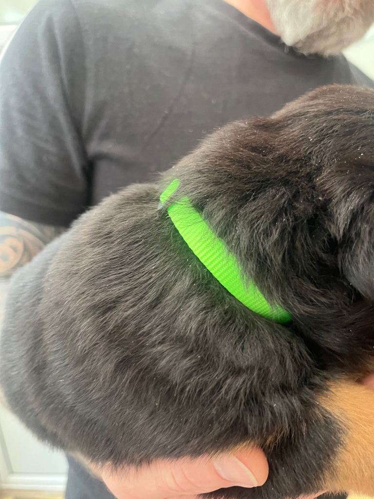 -Beautiful Rottweiler puppies (Burton on Trent)