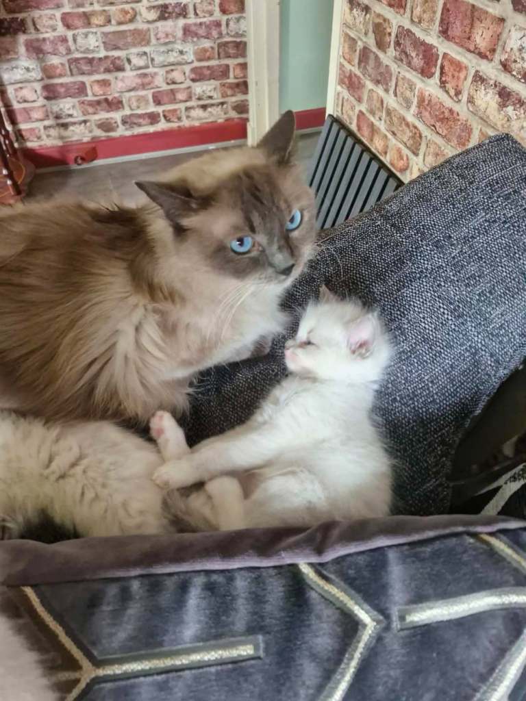 Ragdoll kittens 
