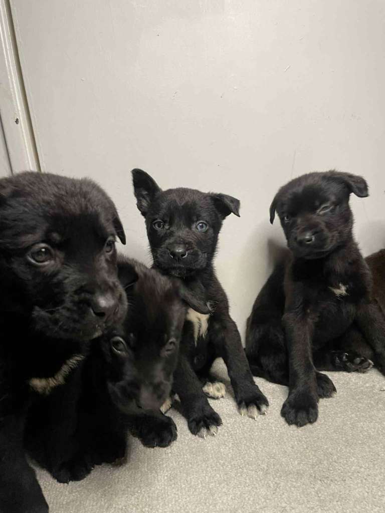 Cane corso x Belgium millions 