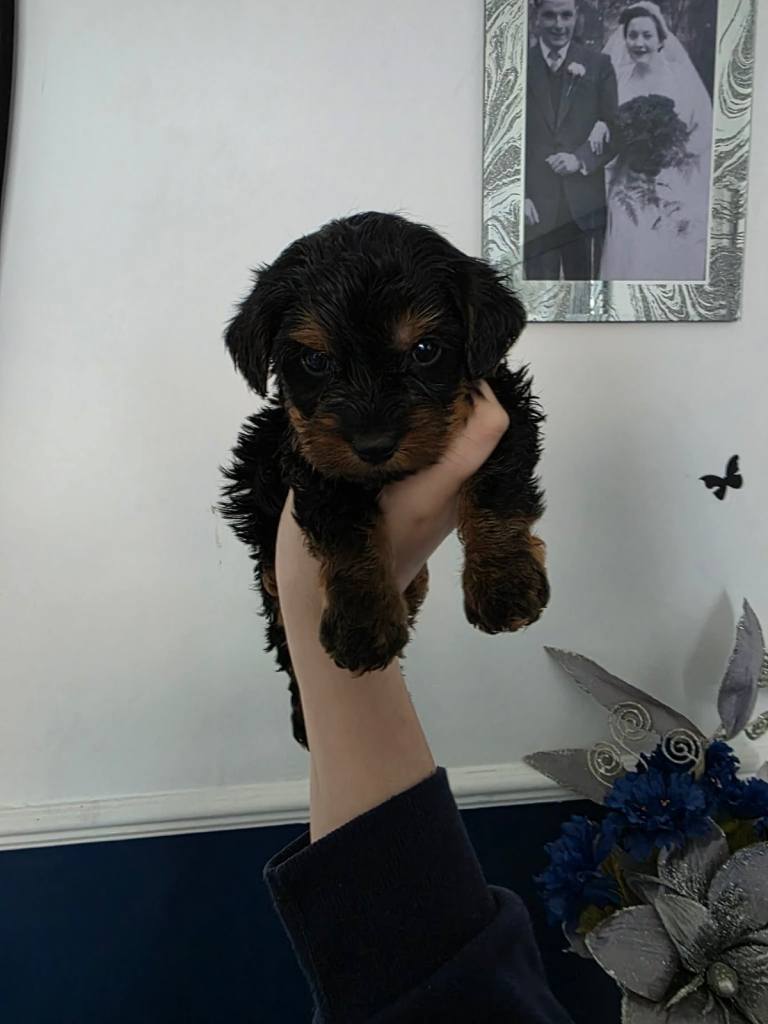 Miniature cockapoo puppys