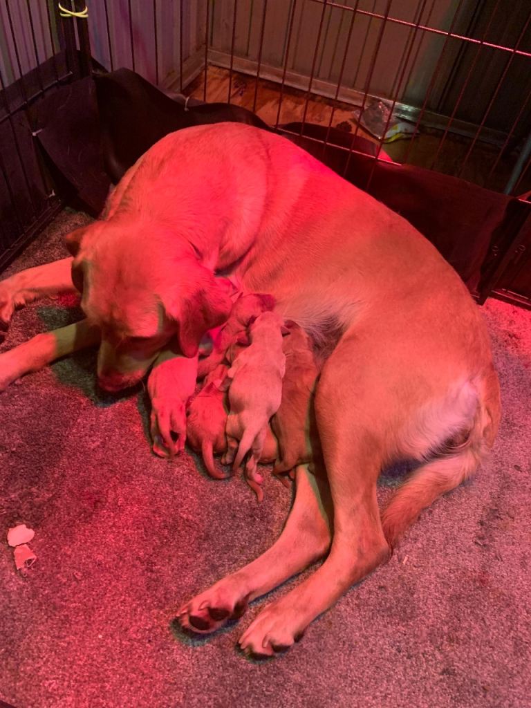 Kc registered fox red Labrador puppies 🐶 