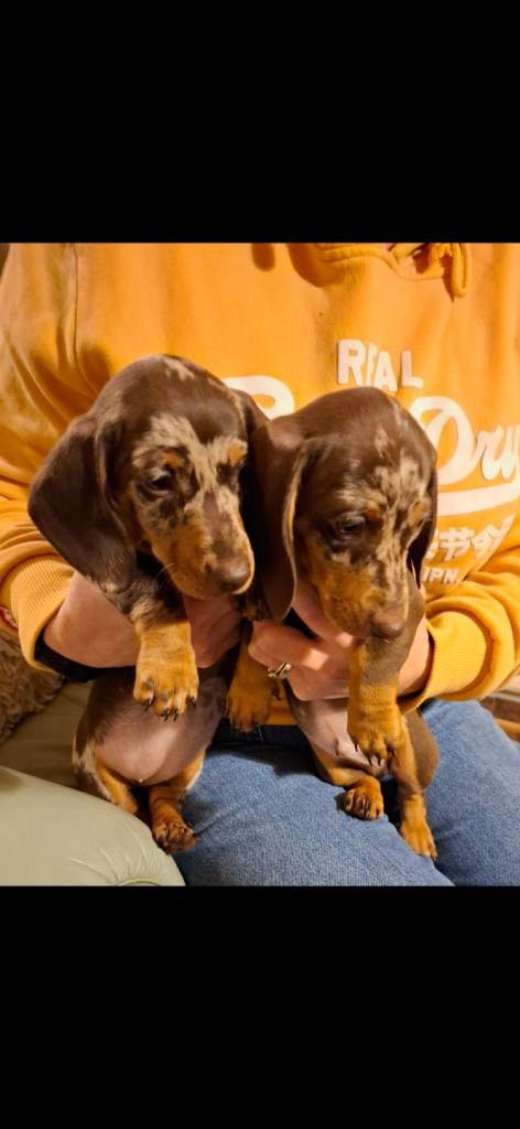 Miniature dashund smooth pups for sale