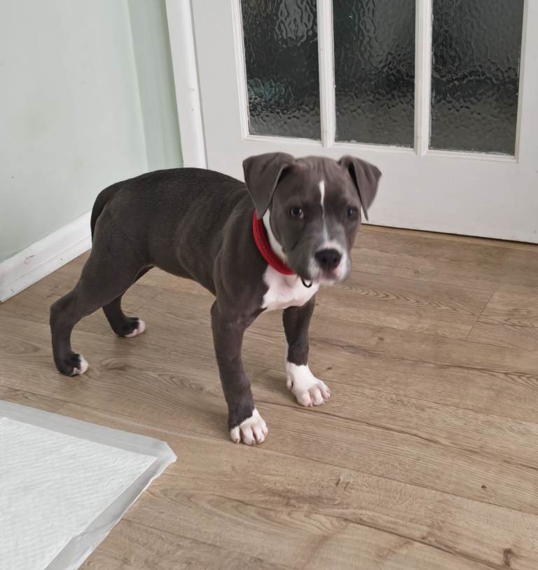 20 weeks old blue and white Staffordshire bull terrier 