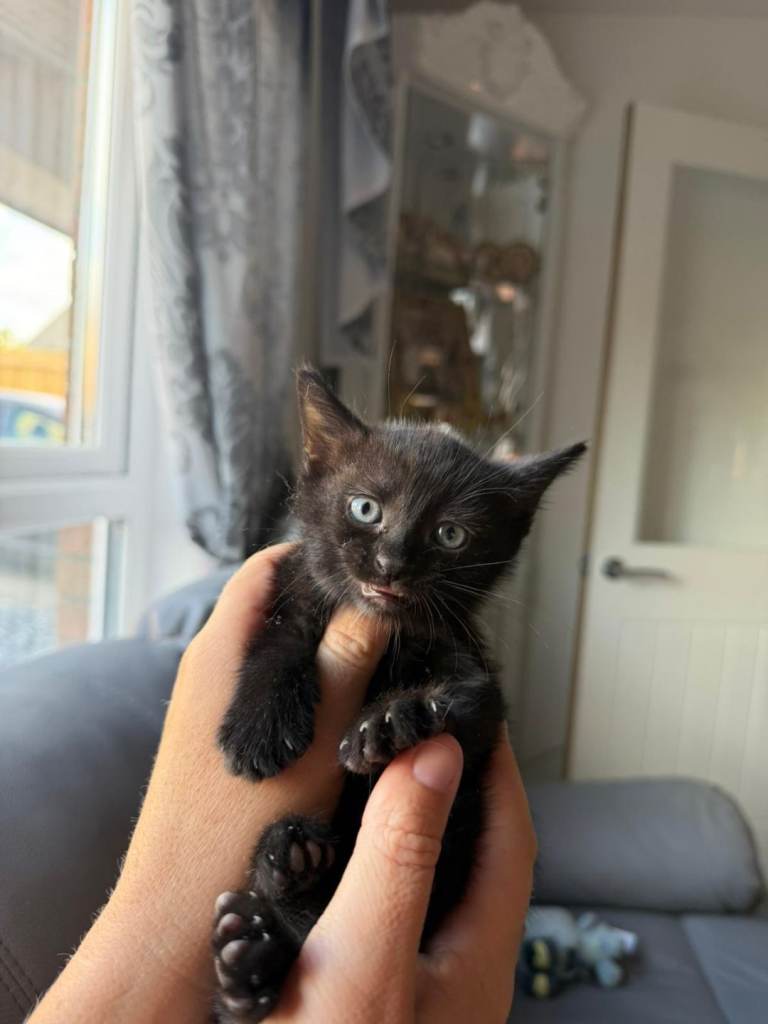 Kitten