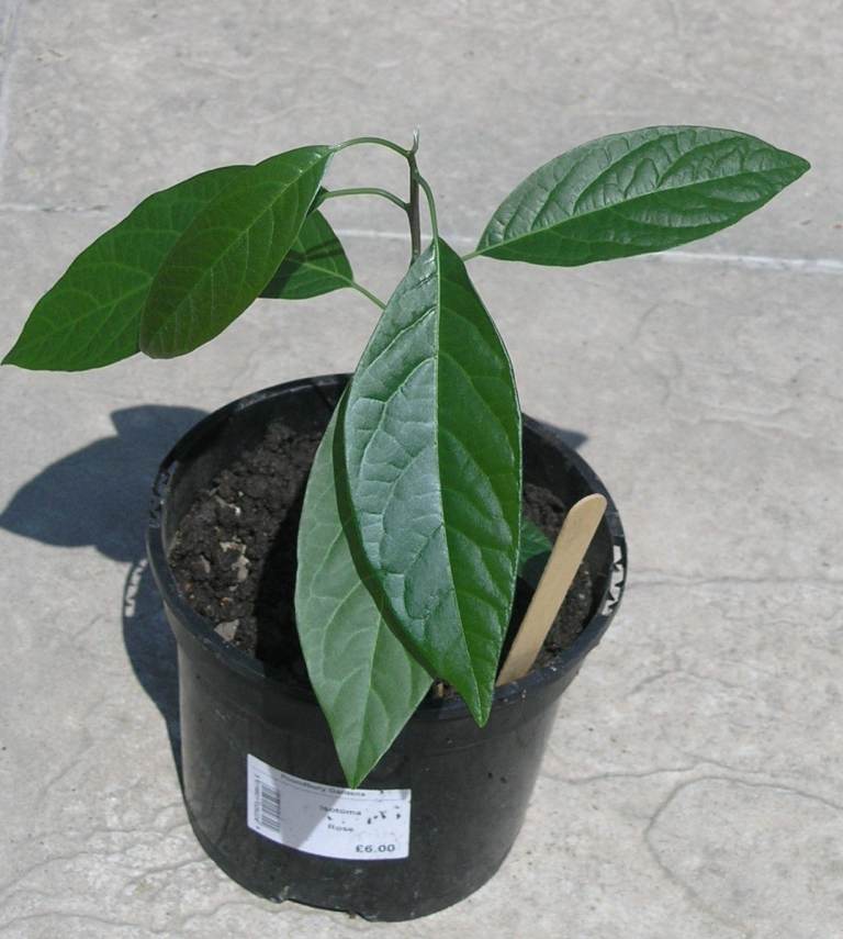 Avacado Plant £4 Weymouth