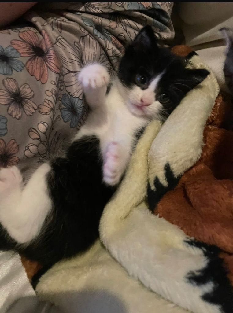 Kittens for sale 