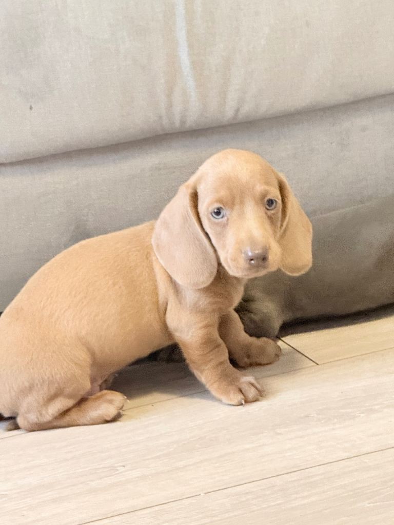 Miniature dachshund puppies!!