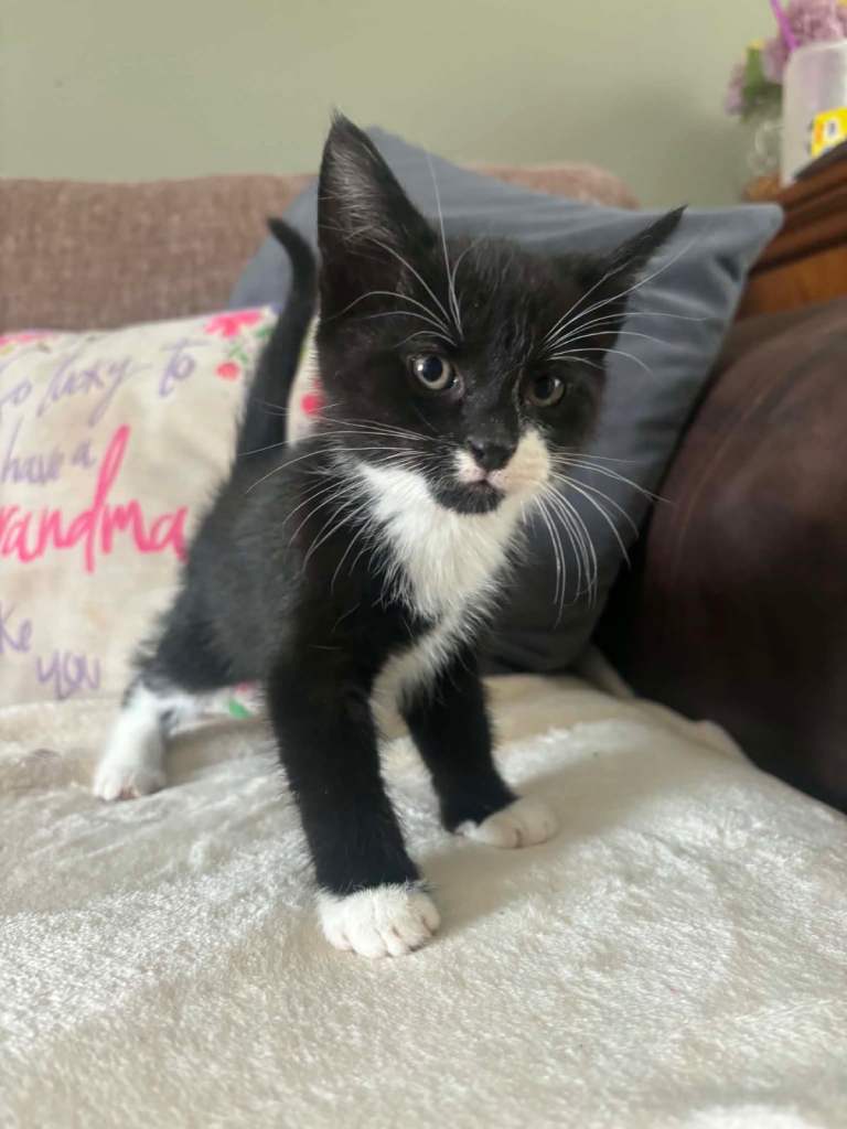 Kittens ready to go