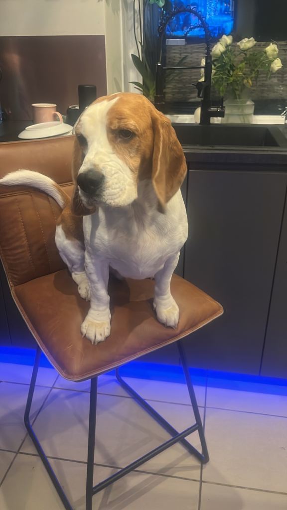 Boy Beagle For Sale