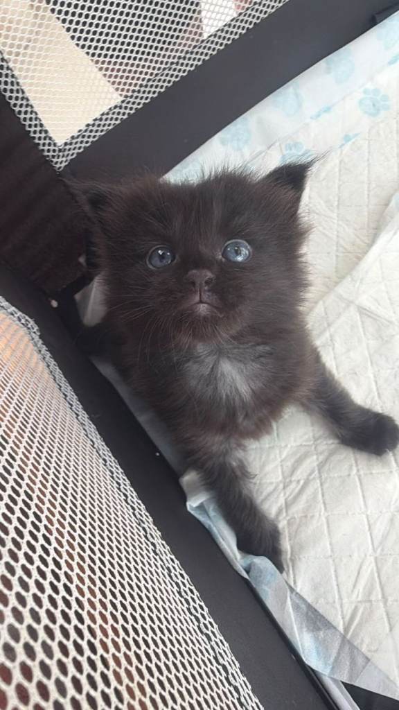 Mainecoon kitten 