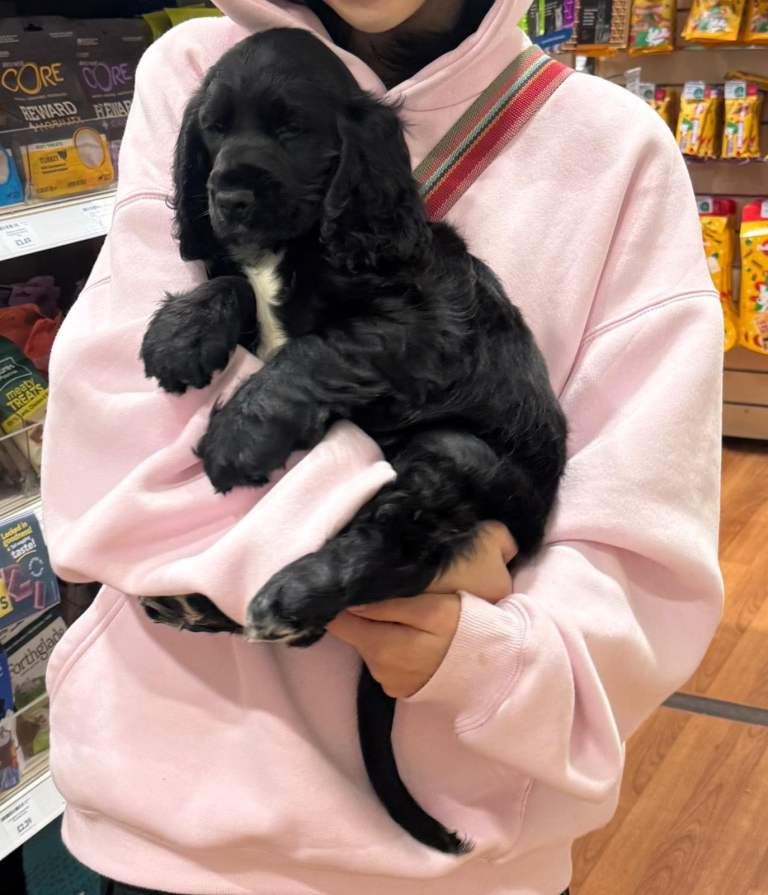 Cocker spaniel puppy