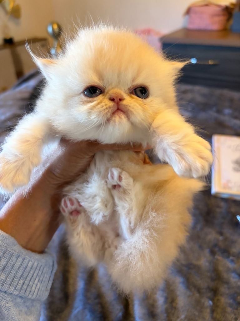 Pure Bred Gorgeous  Cream Persian Boy for sale 
