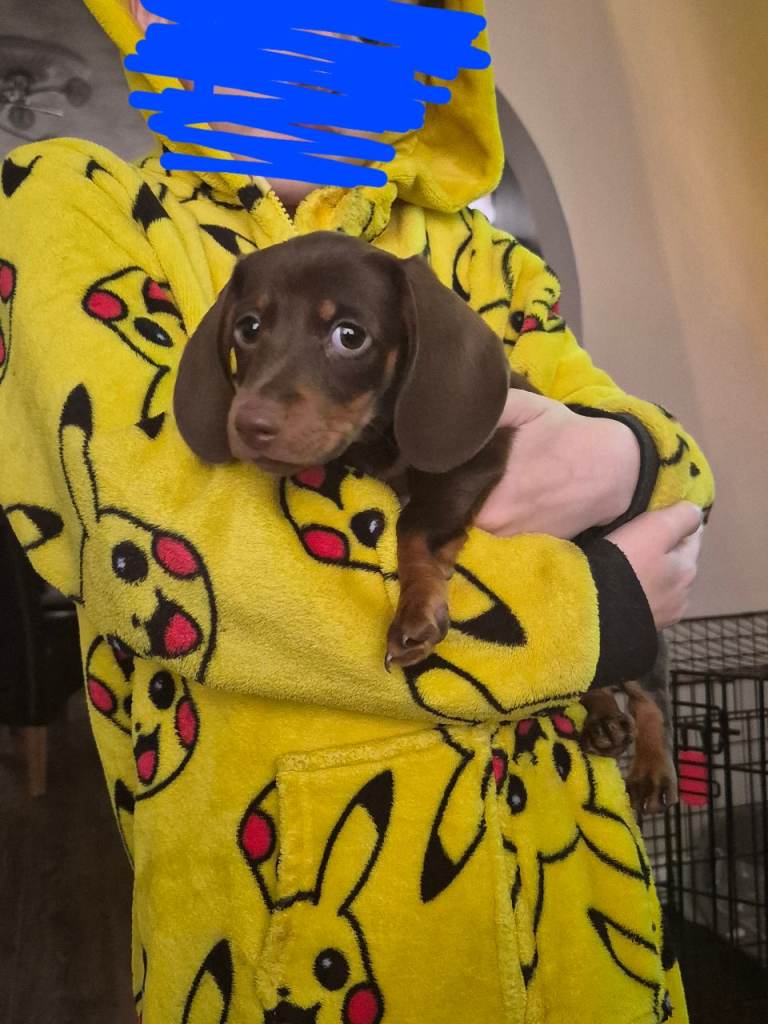 Miniature dachshunds 