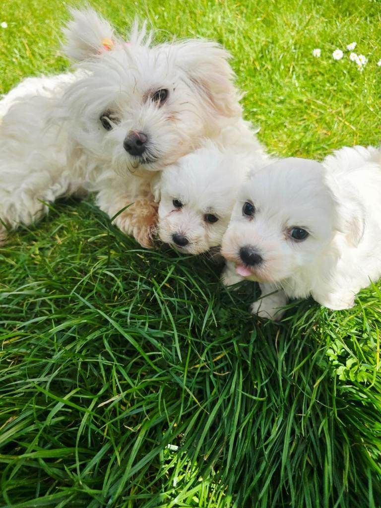 Adorable tiny Maltese 