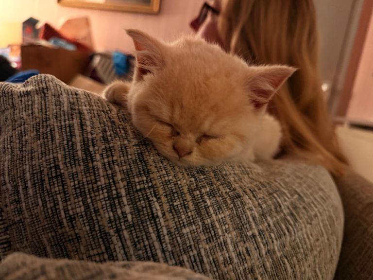 Last Cream British Shorthair Kitten for Sale