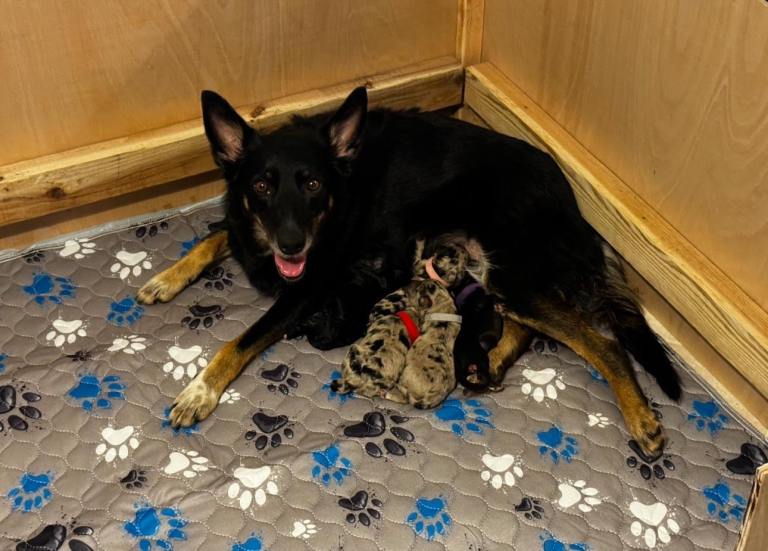 💜Beautiful Bordoodle Puppies💜