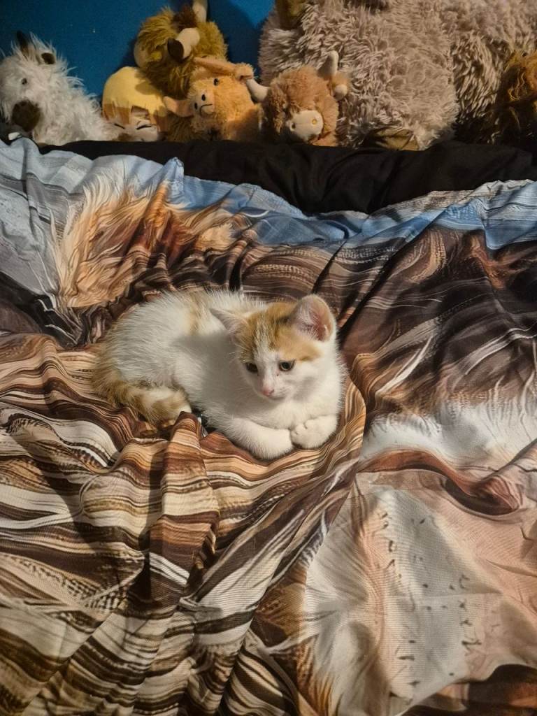 9 weeks old male ginger and white 