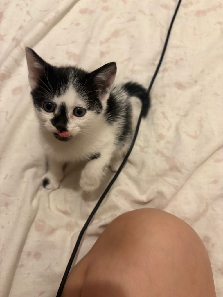 4 kittens for sale 
