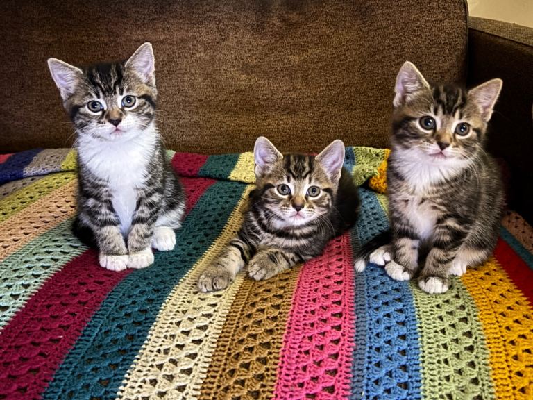Three Beautiful Tabby Kittens – Raised at Home