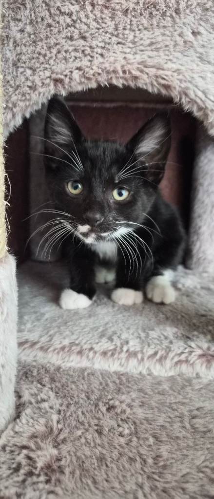 Kittens for sale