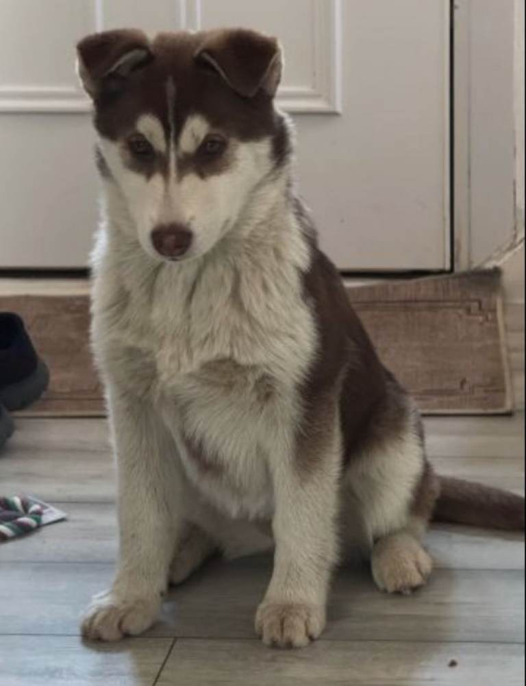 Siberian husky
