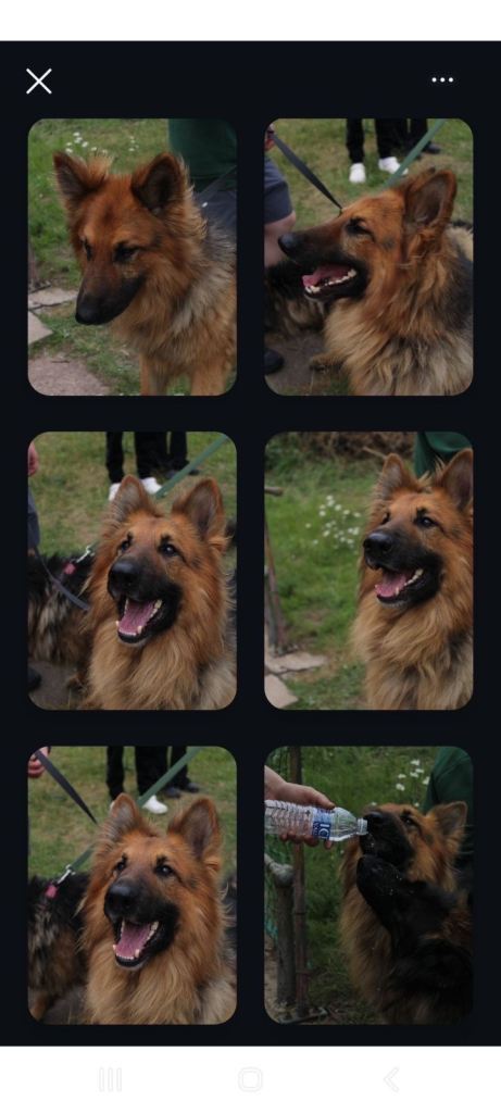 Dog