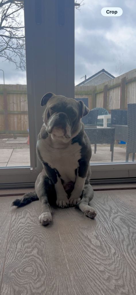Olde English bulldog 