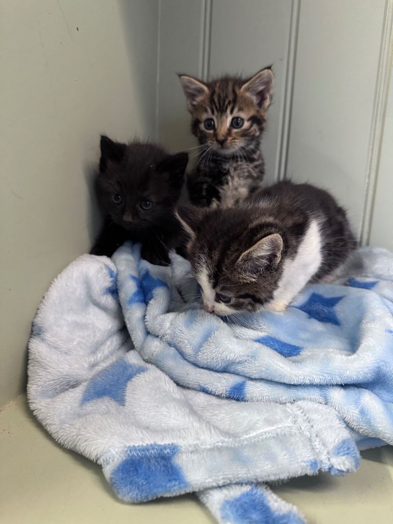 3 beautiful kittens 