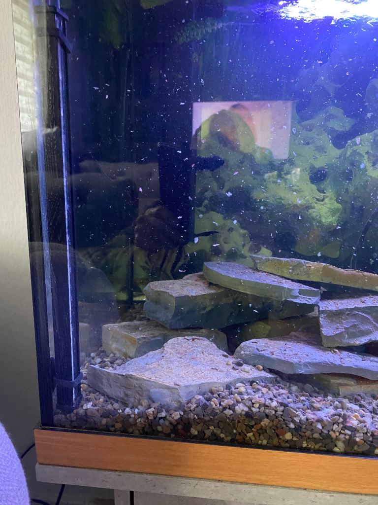 Tropical fish
