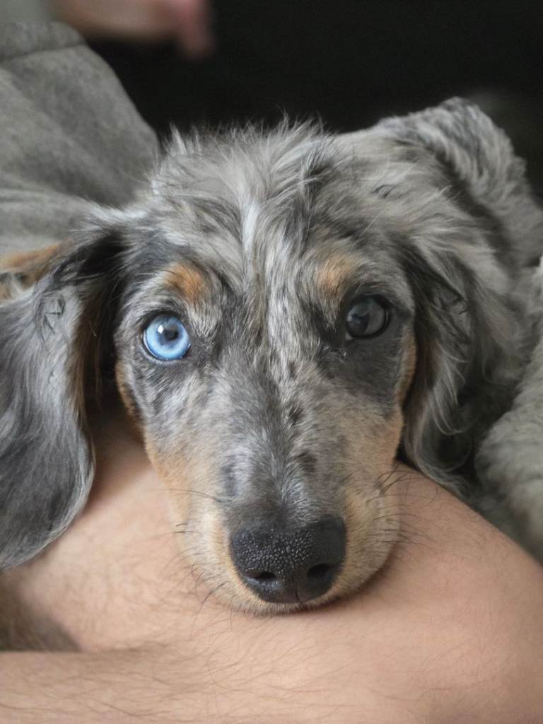 Silver Dapple Long Haired Miniature Daschund.