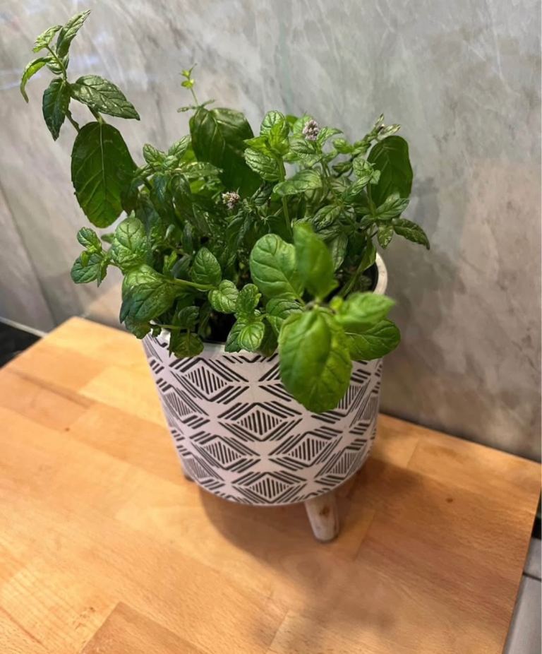  Mint plant (outer pot not included)