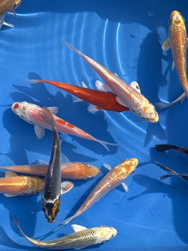 Koi Carp for sale